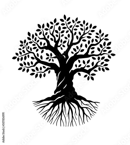 Olive tree. Black and white vector illustration