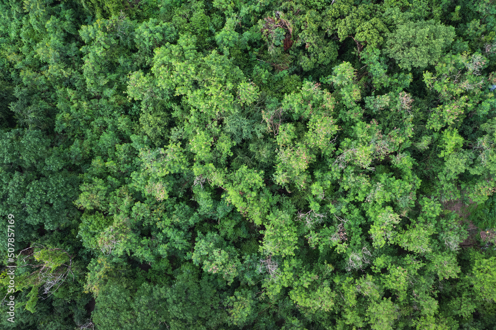 Top view of lush green, tropical rainforest or woodland in the evening - obrazy, fototapety, plakaty 