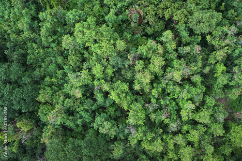 Top view of lush green, tropical rainforest or woodland in the evening