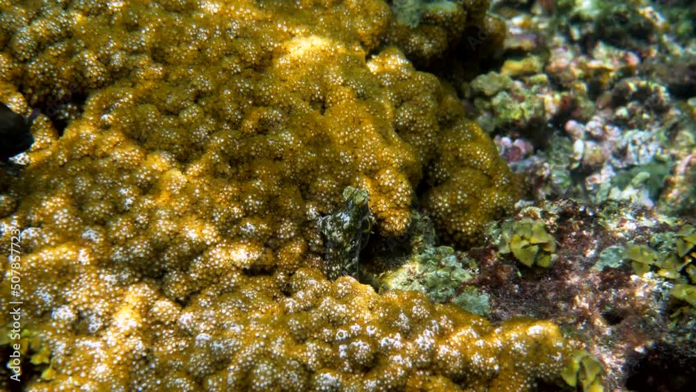 Underwater video of small octopus swimming in tropical exotic bay among corals with crystal clear sea. Common reef octopus camouflaged among algae and soft corals. Snorkeling or scuba diving Underwater video of small octopus swimming in tropical exotic bay among corals with crystal clear sea. Common reef octopus camouflaged among algae and soft corals. Snorkeling or scuba diving