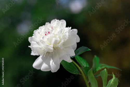 White single peony on a dark green background.
