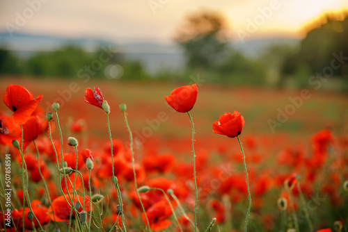 Beautiful poppies in the sunset