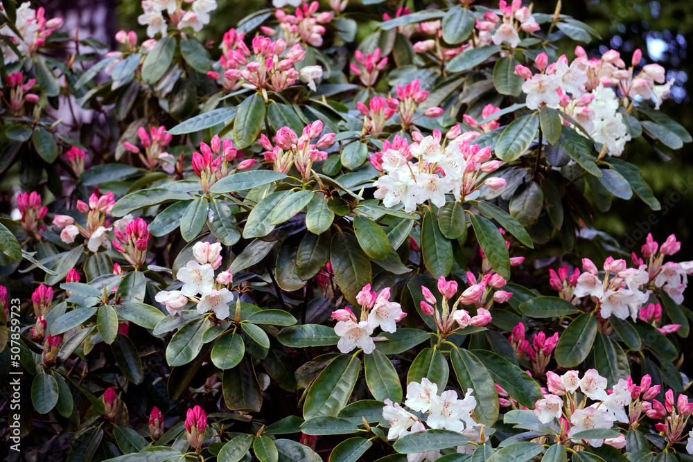 Bright rhododendron flowers in the garden. Spring signs. Beautiful flowers in May Bright rhododendron flowers in the garden. Spring signs. Beautiful flowers in May