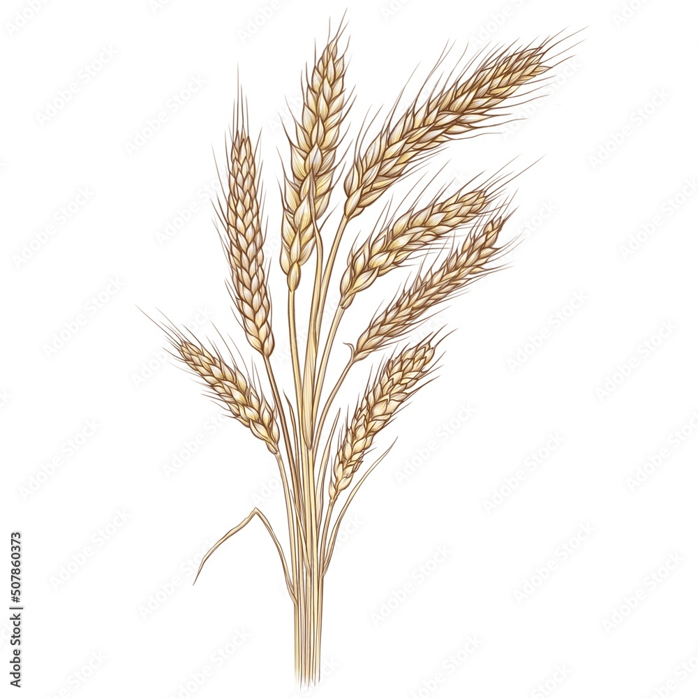  Wheats Ear. Watercolour illustration of a Wheats Ear. Idea for books, calendars, postcards, stickers .