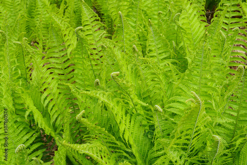 Fern leaves. Green leaves forest ferns. Fern pattern texture. Green modern background in eco style