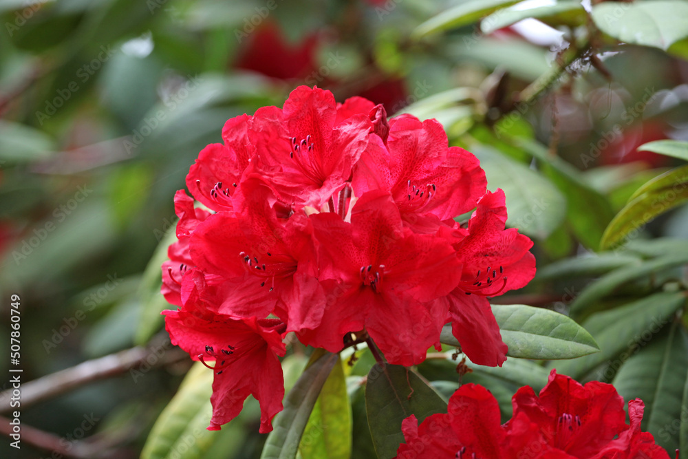 Red Rhododendron Romany Chai Group in flower. Red Rhododendron Romany Chai Group in flower.