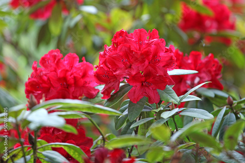 Red Rhododendron Romany Chai Group in flower.