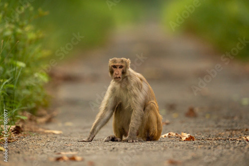 Rhesus macaque or Macaca monkey closeup or portrait blocking road or track at chuka ecotourism safari or pilibhit national park terai forest reserve uttar pradesh india asia