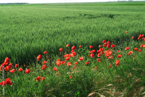 Fields of young green wheat and poppies