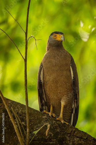 Crested Serpent Eagle or Spilornis cheela closeup or bird of prey portrait perched on tree in safari at chuka ecotourism spot or pilibhit national park tiger reserve uttar pradesh india asia