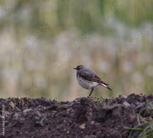 A northern wheatear standing on the dirt.