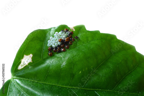  Larvae in eggs of Fire bugs on a hibiscus green leaf photo