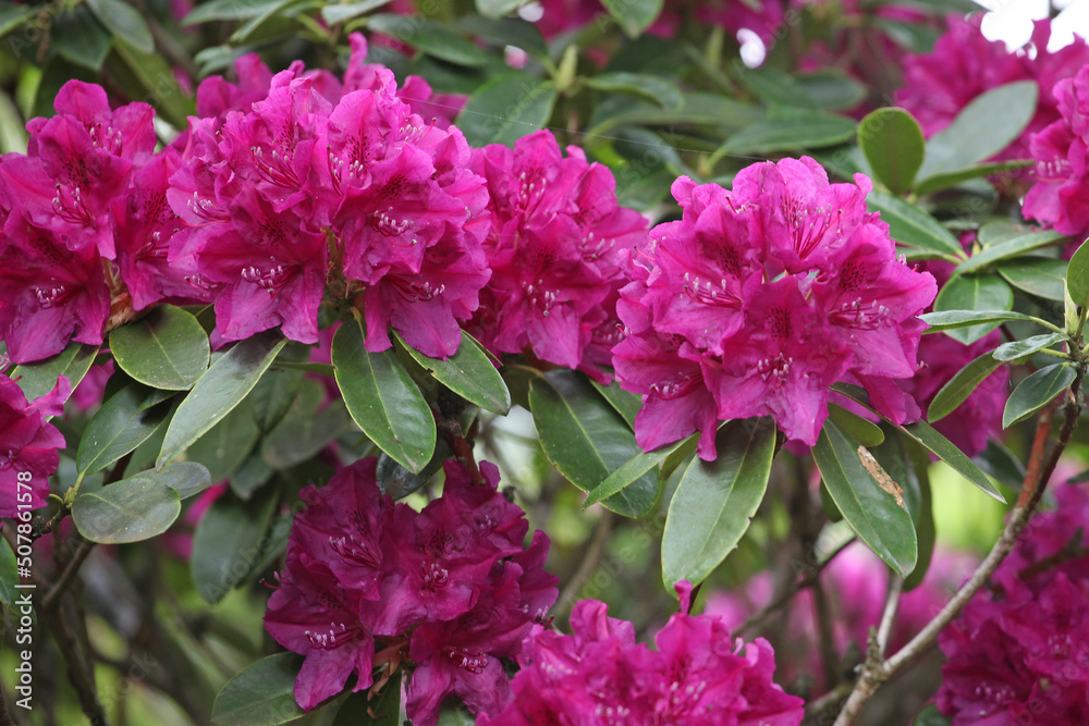Purple rhododendron bush in flower. Purple rhododendron bush in flower.