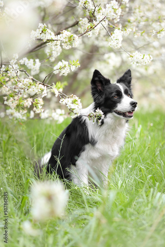 Dreamy Portrait of Border Collie Sitting in the Grass under the White Flowering Tree. Happy Black and White Dog during Spring Day.