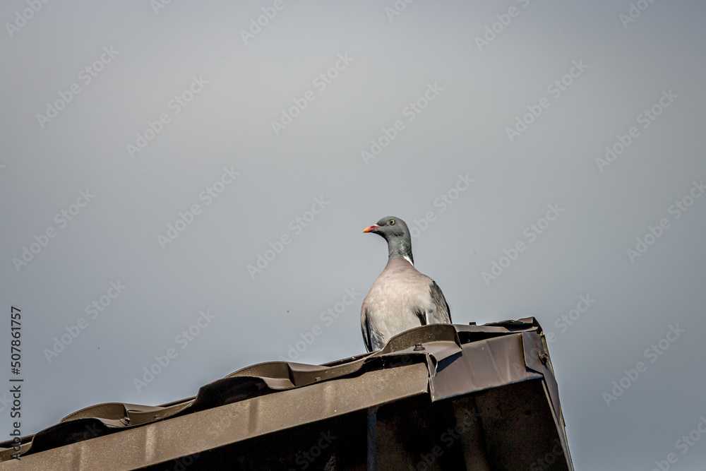 Thoroughbred pigeon. The bird is sitting on the chimney. A pigeon is watching around. A bird on the roof.