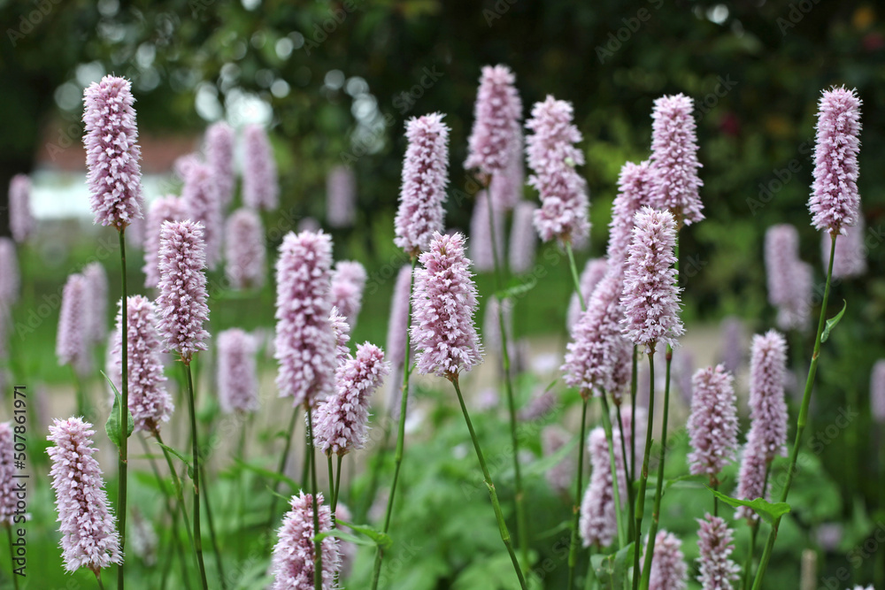 Violet spikes of bistort in flower. Violet spikes of bistort in flower.