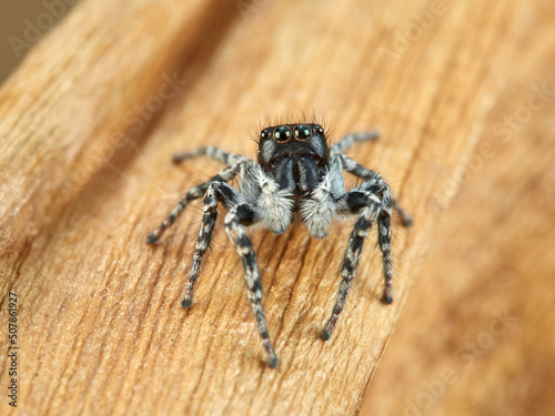 Red-bellied Jumping Spider. Philaeus chrysops.