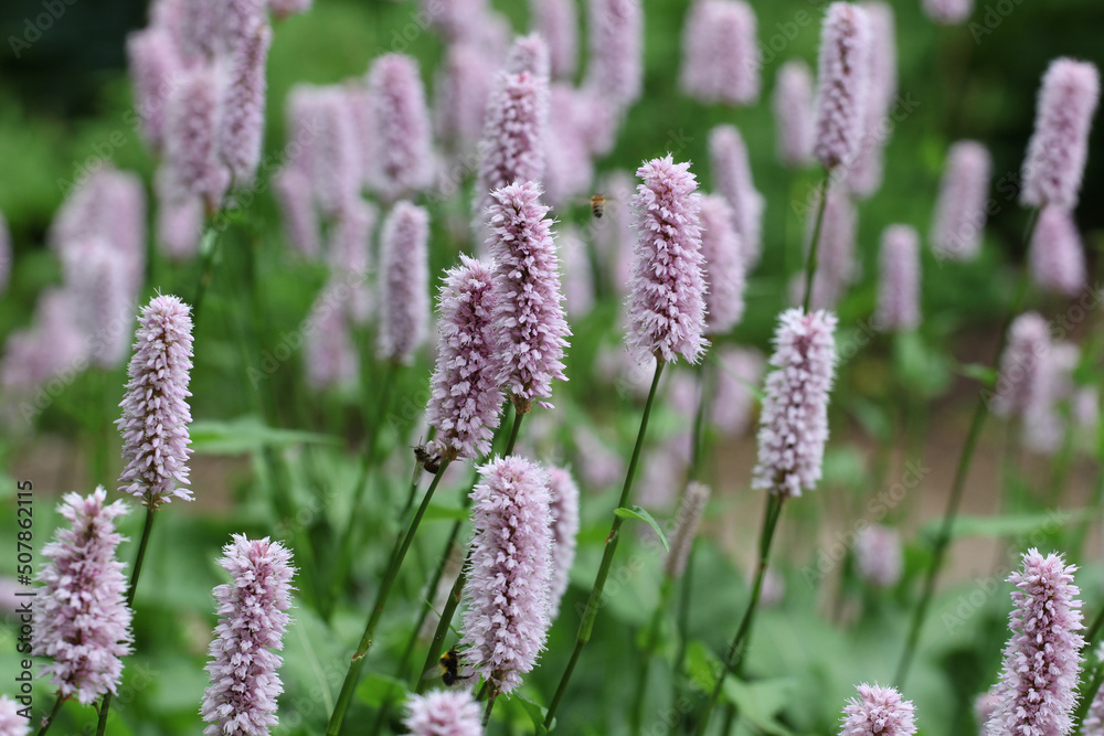 Violet spikes of bistort in flower. Violet spikes of bistort in flower.