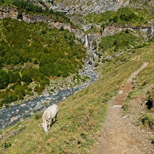 Cows eat grass in the valley of La Larri in the National Park of Ordesa and Monte Perdido