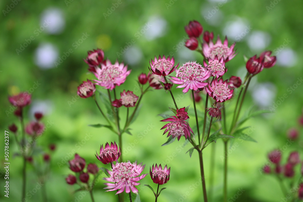 Fototapeta premium The delicate pink flowers of masterwort, Astrantia ÔClaretÕ in bloom