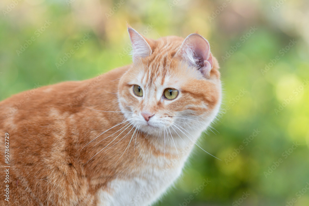 portrait of ginger cat on background of summer foliage in garden, lovely pets