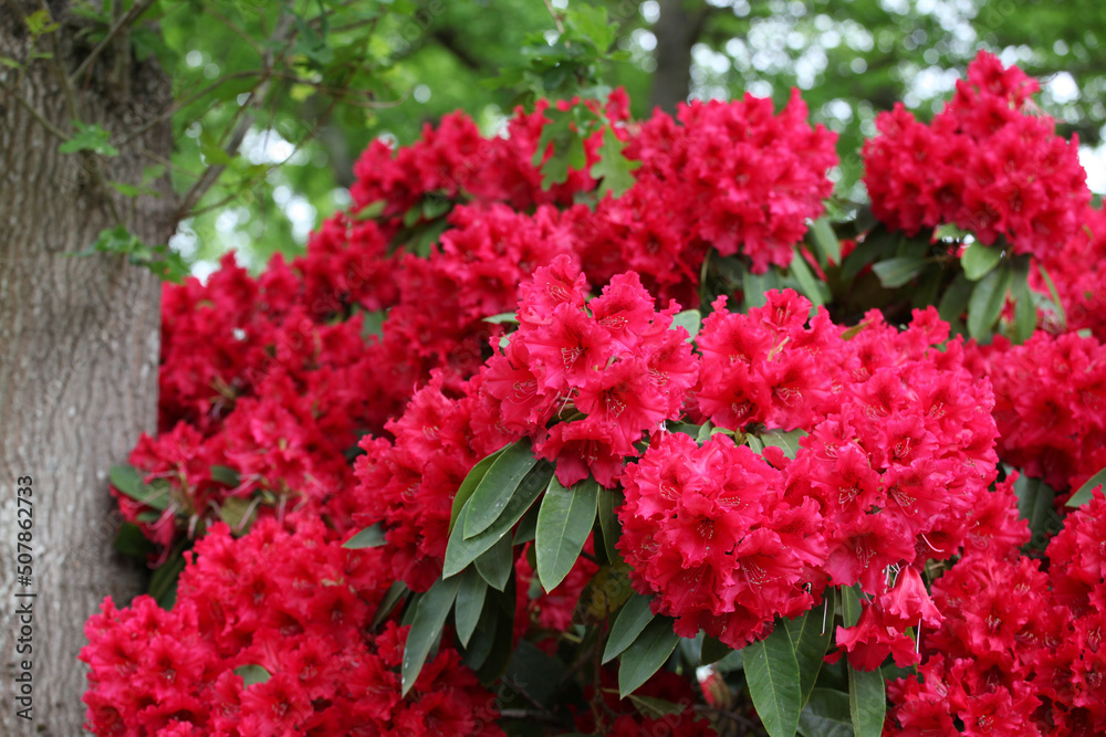 Deep pink Rhododendron 'Britannia' in flower. Deep pink Rhododendron 'Britannia' in flower.