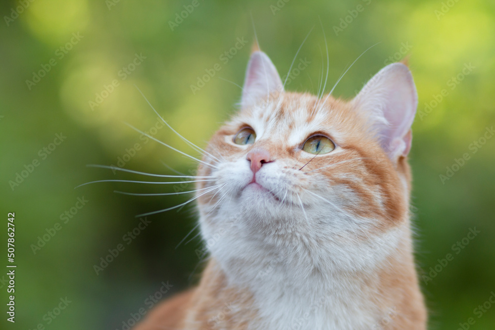 beautiful ginger cat looking up, pet walking in nature rural scene beautiful ginger cat looking up, pet walking in nature rural scene