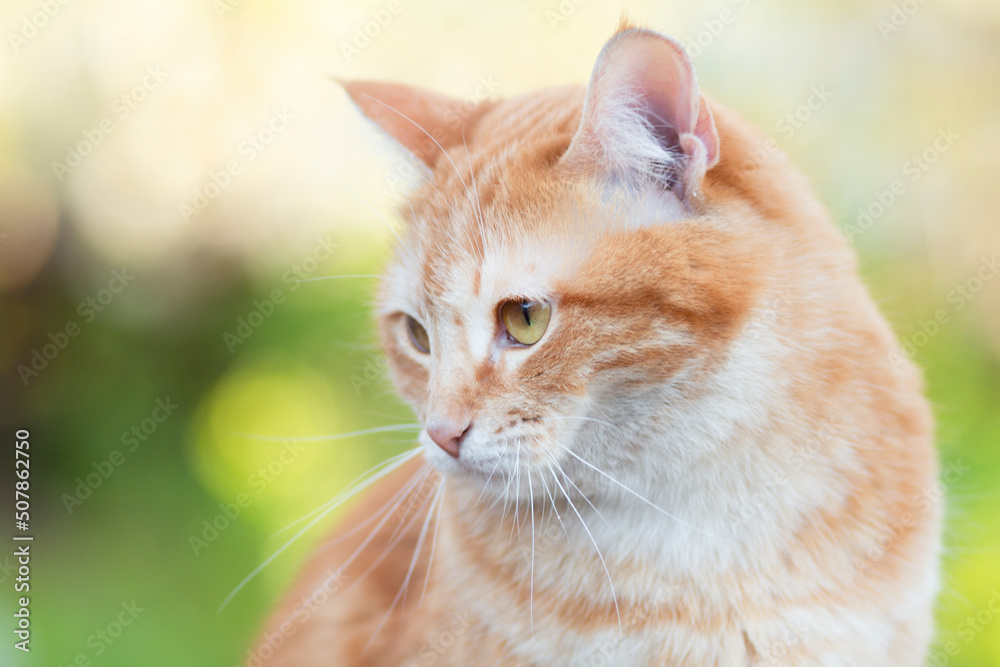 portrait of ginger cat on background of summer foliage in garden, lovely pets portrait of ginger cat on background of summer foliage in garden, lovely pets