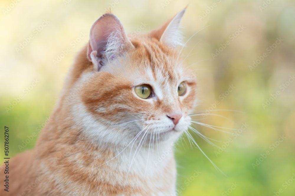 portrait of ginger cat on background of summer foliage in garden, lovely pets