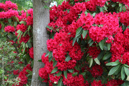 Deep pink Rhododendron   Britannia  in flower.