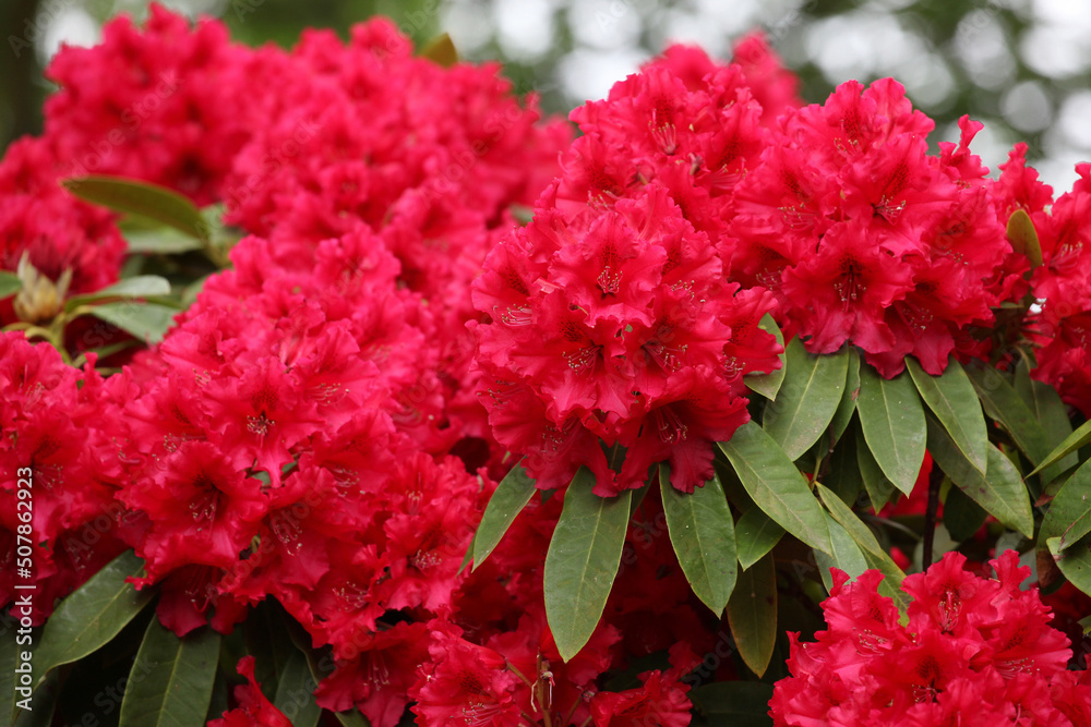 Deep pink Rhododendron 'Britannia' in flower. Deep pink Rhododendron 'Britannia' in flower.