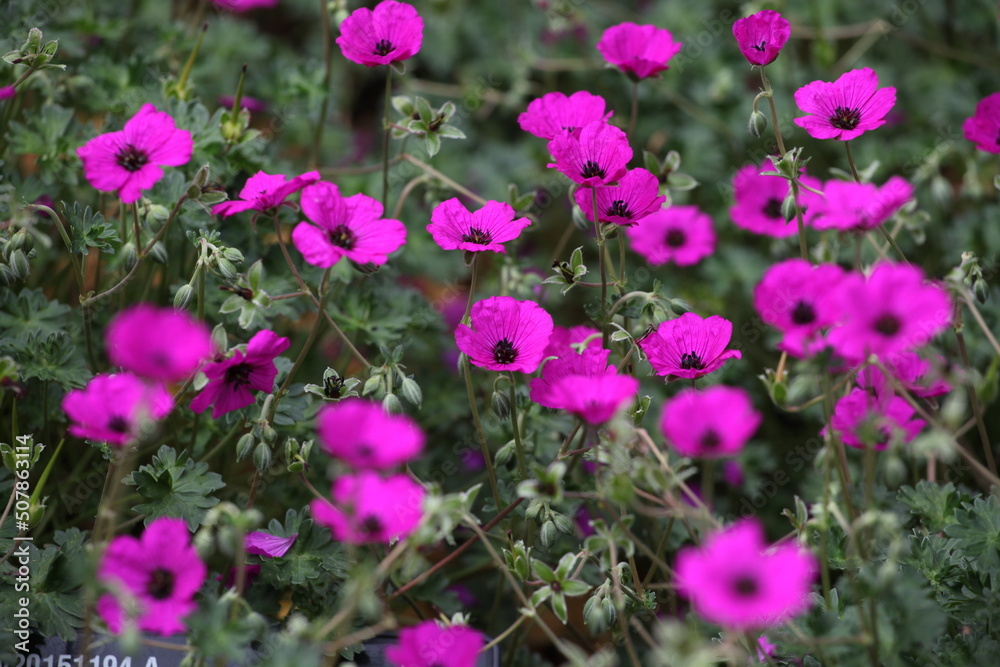 Obraz premium Grey cranesbill 'Giuseppii' in flower.