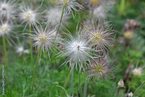 The seed heads of pulsatilla rubra  the red pasqueflower.
