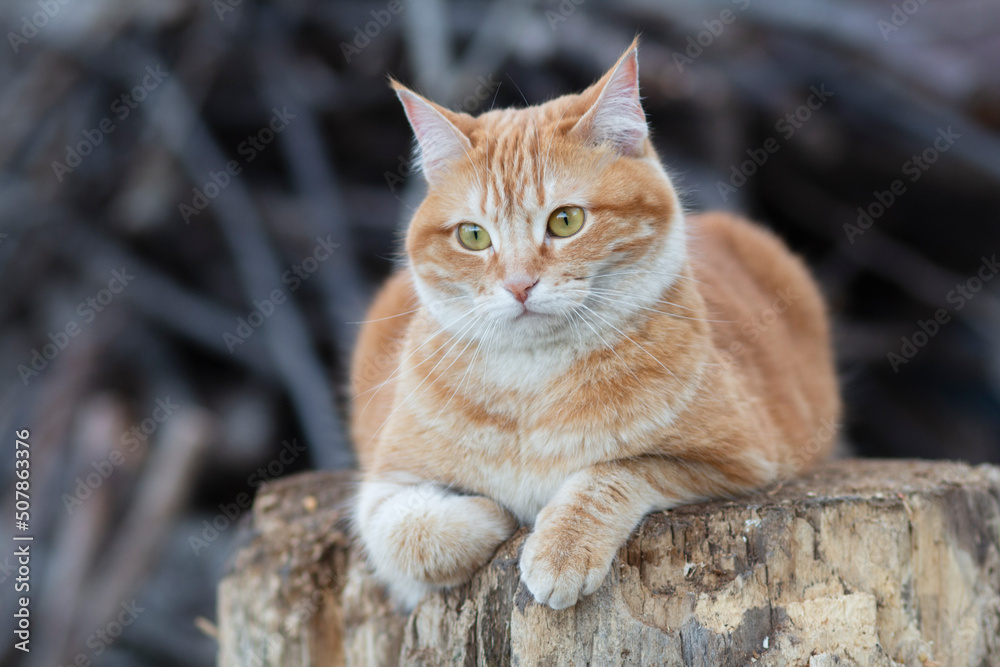 funny red cat lying on stump outdoors, pet walking in the yard funny red cat lying on stump outdoors, pet walking in the yard