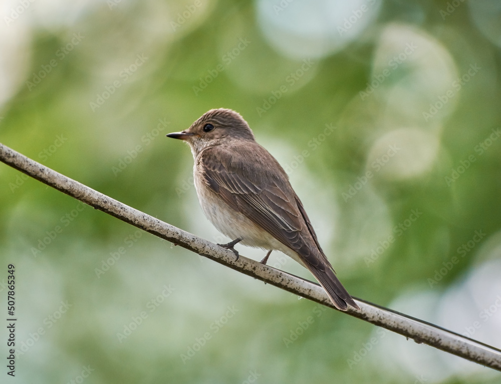 Song thrush chick sitting on a branch Song thrush chick sitting on a branch