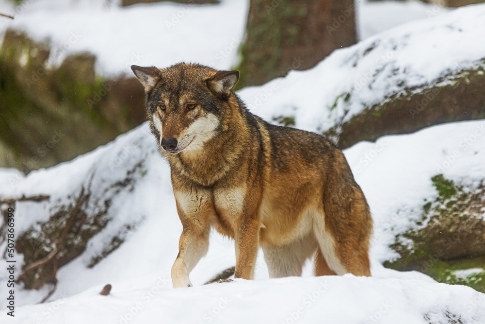 Eurasian wolf (Canis lupus lupus) very carefully coming out of the snowy forest