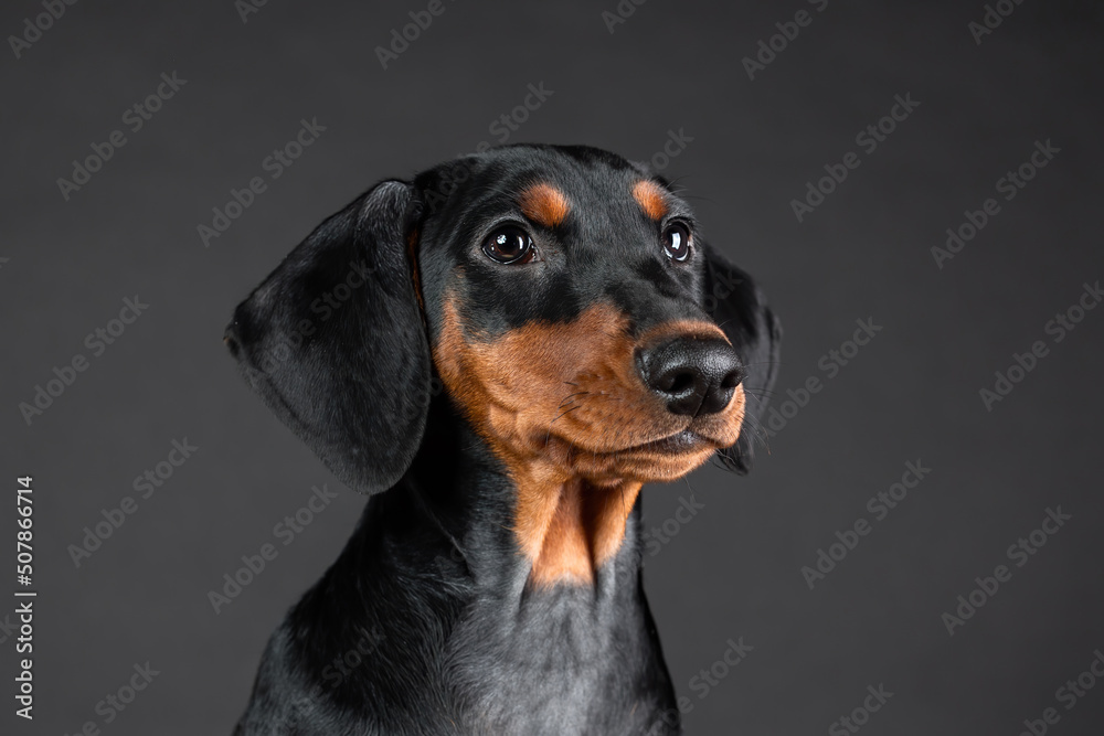 Closeup portrait of puppy of german pinscher on black background