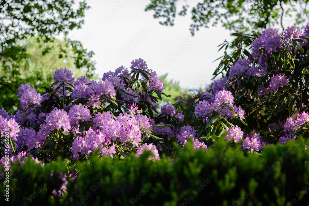 Obraz premium Tassels of purple flowers on a background of the sky.