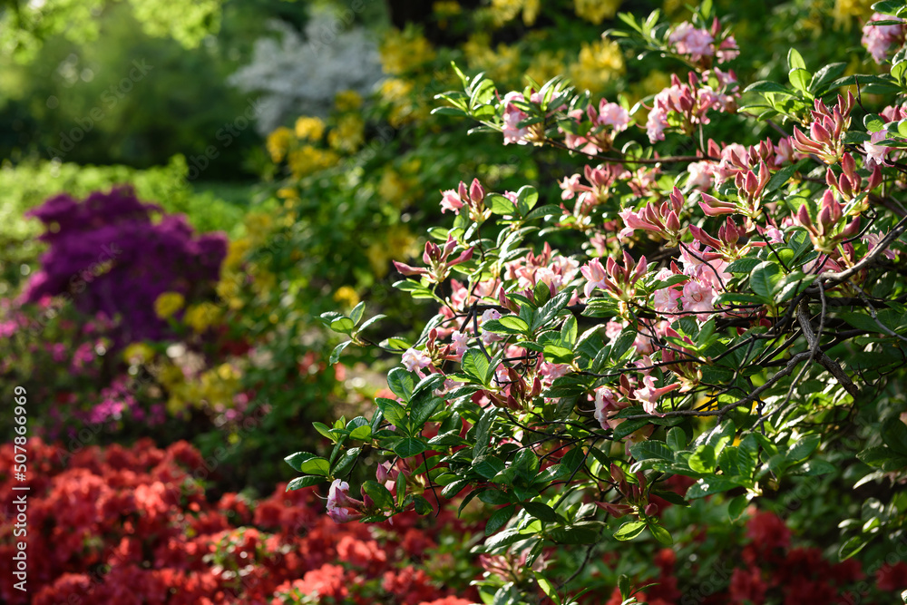 Pink flowers on the bushes.