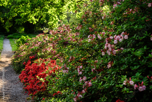 Pink and red flowers.