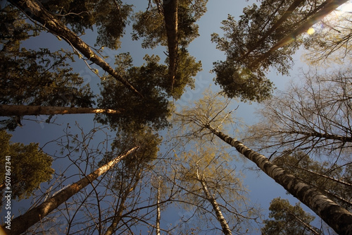 Pine trees in forest with blue clear sky  top view