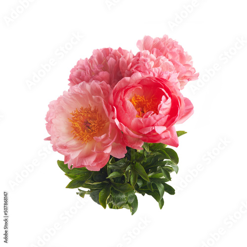 Beautiful pink peonies flowers isolated on white background