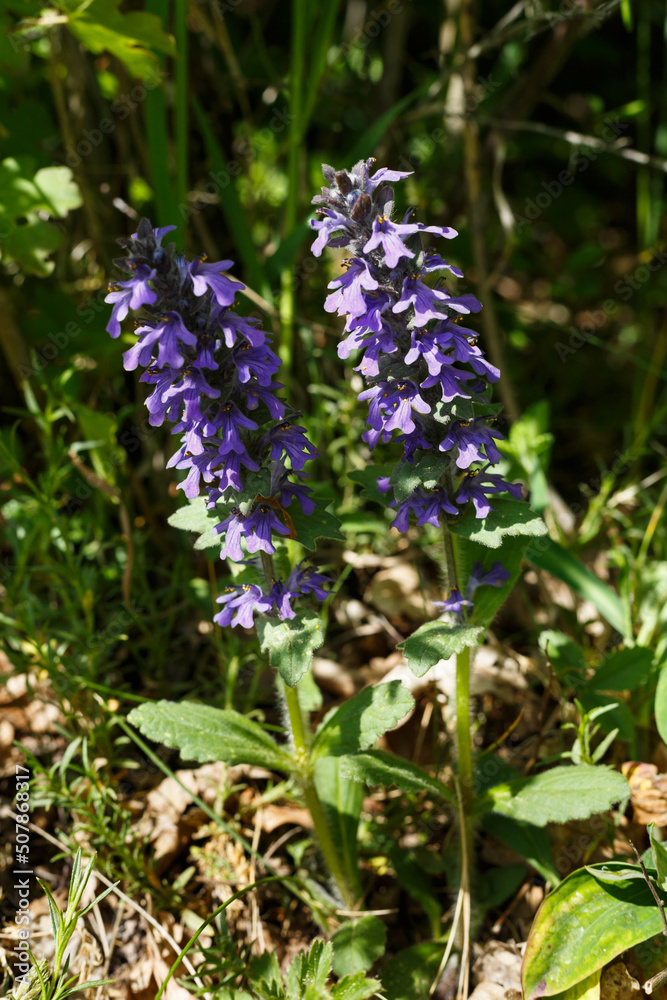 Kriechender Günsel (Ajuga reptans) begegnet im Fehlatal auf der Schwäbischen Alb