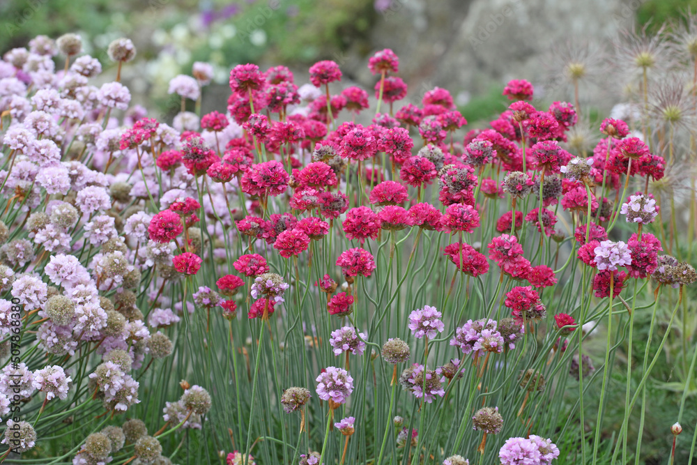 Pink Armeria maritima, or sea thrift, in flower. Pink Armeria maritima, or sea thrift, in flower.