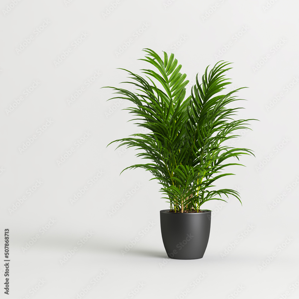 Obraz premium 3d illustration of palm in black potted isolated on white background