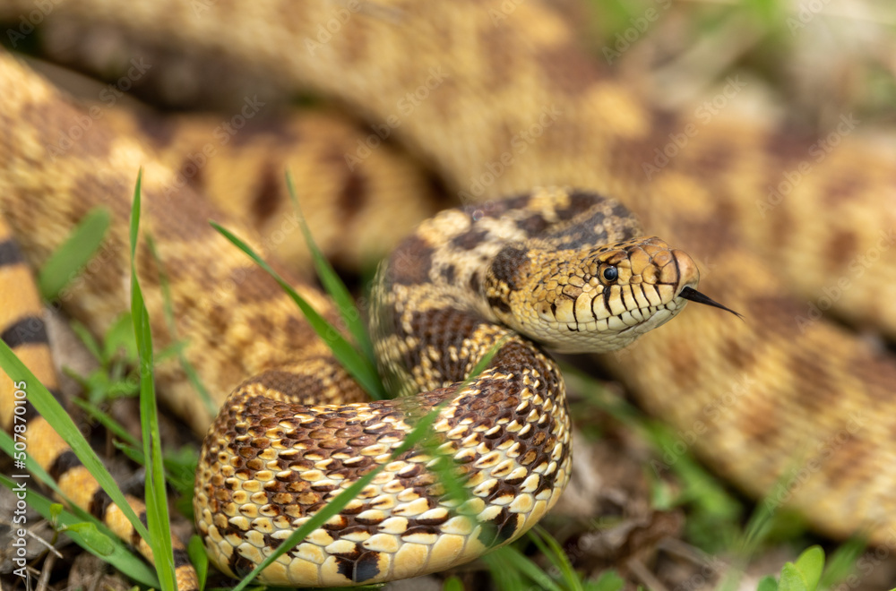 snake in the grass snake in the grass