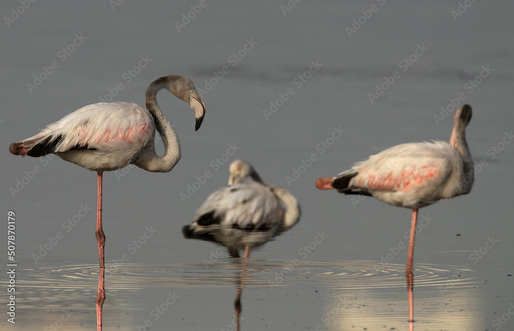 A 180 degree rotated image of Greater Flamingos reflection on water at Tubli bay, Bahrain