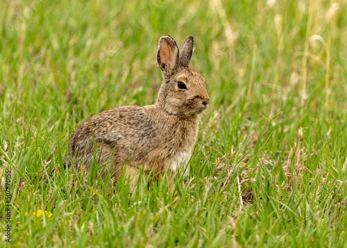 rabbit in the grass © Kory