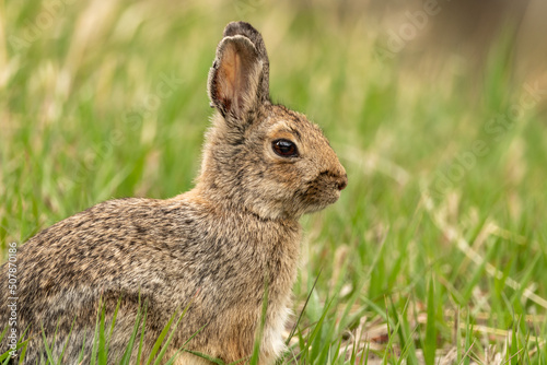 rabbit in the grass © Kory