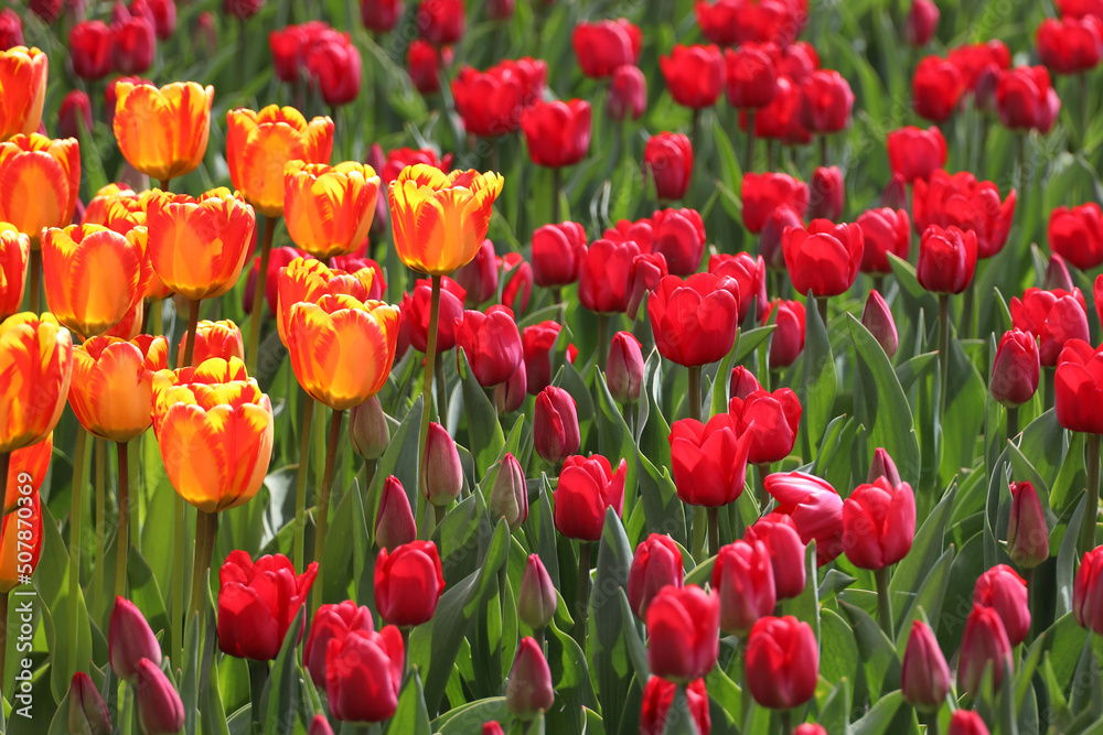 field of blooming red beautiful tulips in the garden field of blooming red beautiful tulips in the garden